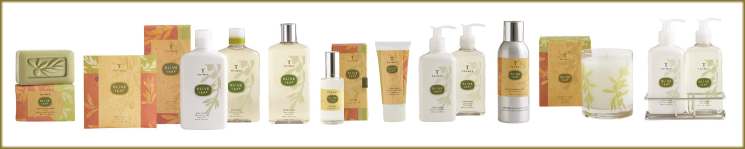 Thymes Olive leaf